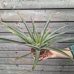 Ananas champaca (Ananasovník) - kont. C1.5L, výška 40-45 cm